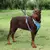 ARNÊS COLETE PARA CÃES - Bichos de Estilo