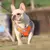 ARNÊS COLETE PARA CÃES - loja online