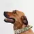 COLEIRA PARA CÃES DE ESTIMAÇÃO DE MÉDIO A GRANDE PORTE - Bichos de Estilo