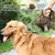 TRELA DE COURO GENUÍNA PARA CÃES - Bichos de Estilo