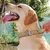 COLEIRA PARA CÃES DE ESTIMAÇÃO DE MÉDIO A GRANDE PORTE - loja online