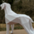 Estátua Decorativa Cachorro Geométrica Low Poly na internet