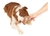 JUGUETE WOODEN RING PARA PERROS en internet
