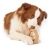 JUGUETE WOODEN RING PARA PERROS - comprar online