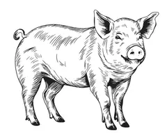 Banner de la categoría CERDO
