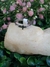 Anillo Cruz