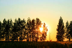 Banner de la categoría Remeras