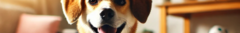 Banner de la categoría Perro