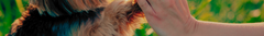 Banner da categoria ZooMania