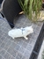 Pretal gatos - comprar online