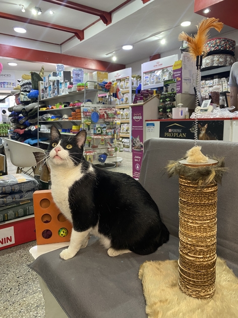 Rascador para gatos