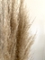 Capim dos Pampas | Vaso 30 cm + Hastes 90 cm na internet