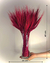 Trigo Pink na internet