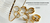 Imagem do banner rotativo Sou Ameli