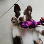 El producto es de excelente calidad, y ha sido la sensación para el juego de mis perritos