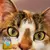 Vital Cat Belcat 10 Kg Gatos Adultos - BalPets Distribuidora