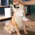 Cepillo Cardina Con Secador De Pelo Para Perros Gatos 2 En 1 - tienda online