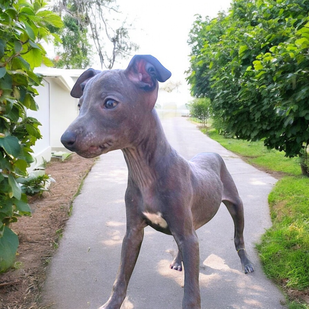 Galgo Italiano