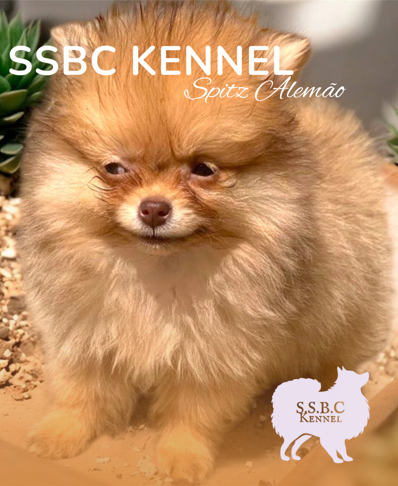 Carrusel SSBC KENNEL