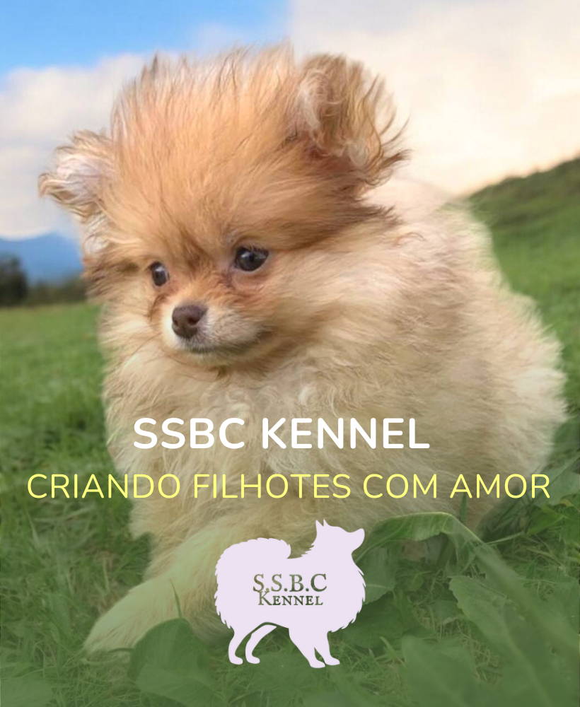 Carrusel SSBC KENNEL