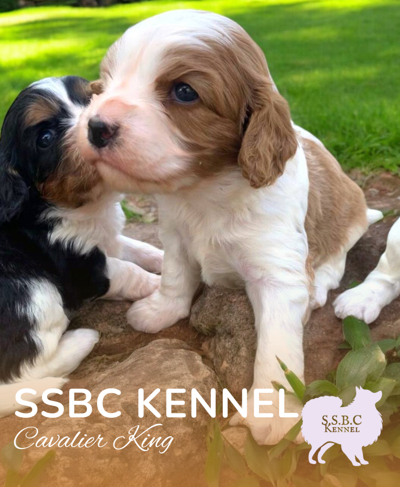 Carrusel SSBC KENNEL