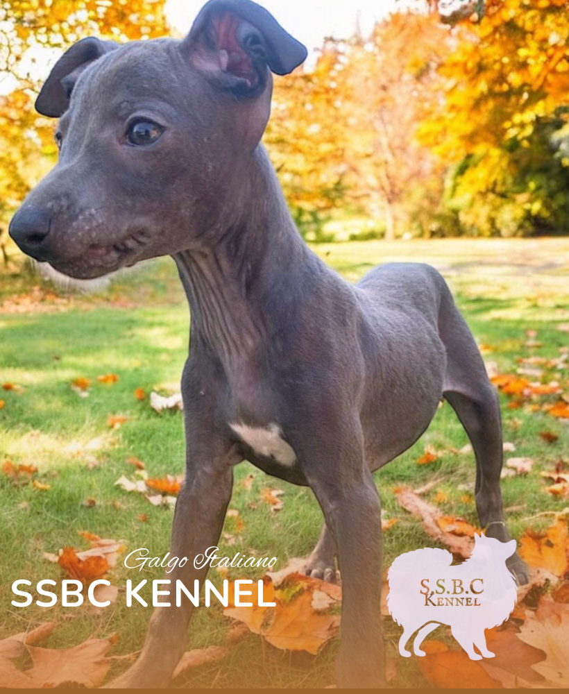 Carrusel SSBC KENNEL