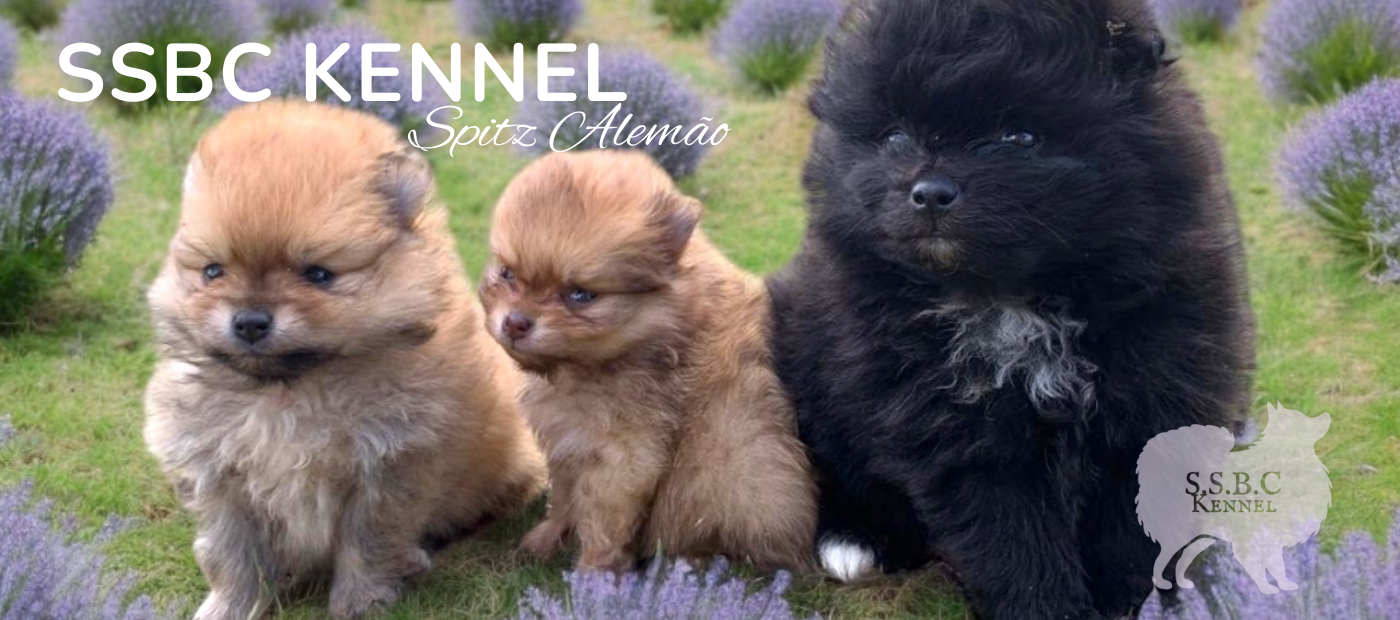 Carrusel SSBC KENNEL