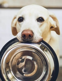 Banner de la categoría ACCESORIOS DE MASCOTAS