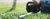 Producto a Batería Cortacerco HHH36 ( No incluye bateria) - comprar online