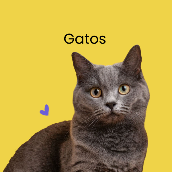 Banner de Pet Shop Pets | Accesorios para mascotas