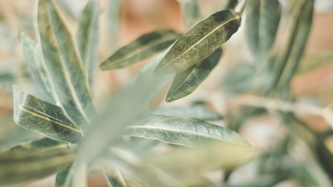 Banner de la categoría PLANTAS ARTIFICIALES