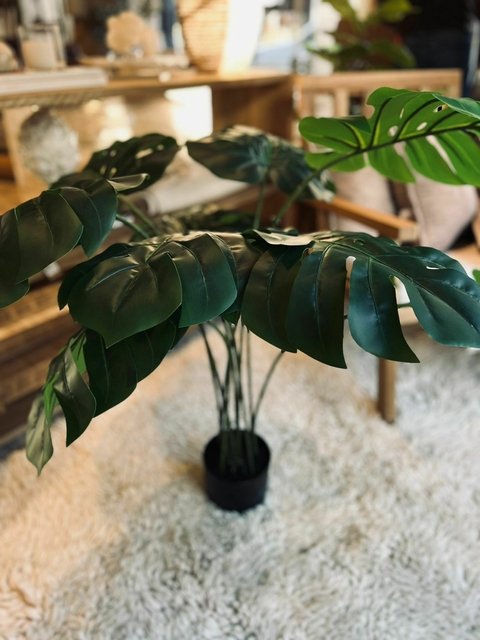 Planta Monstera 1.00m - comprar online