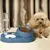 Recipiente de comida com bebedouro para seu pet! - comprar online