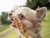PETISCO PÉ DE GALINHA BUDO PET - comprar online