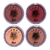 Blush Compacto Wandinha Safira