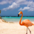 ARUBA - comprar online