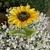 Girasol artificial en internet