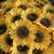 Girasol artificial