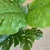 Planta artificial Costilla Adán en internet