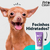 Creme Hidratante De Focinhos Cães Gato 60 Ml - comprar online