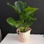 PLANTA CALATHEA