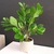 WATERCRESS BUSH 53COM