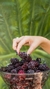 Moras IQF - comprar online