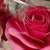 FLORES 3D - LUNA CUT&PACK