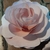 FLORES 3D en internet