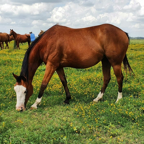 LPL SNAPPY GUN - comprar online