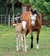 LPL SNAPPY GUN - Haras La Josefa