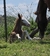 HLJ GENUINE SNAP - Haras La Josefa