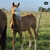 HLJ GENUINE SNAP - Haras La Josefa