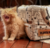 Cama Iglu Impermeável Bege Pets - Mia&Au